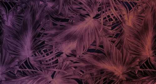 Fototapeta na wymiar tropikalne liście nocą Passion leaf MU11068.jpg