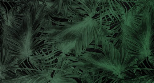 Fototapeta na wymiar tropikalne liście nocą Passion leaf MU11069.jpg